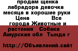 продам щенка лабрадора девочка 2 месяца в хорошие руки › Цена ­ 8 000 - Все города Животные и растения » Собаки   . Амурская обл.,Тында г.